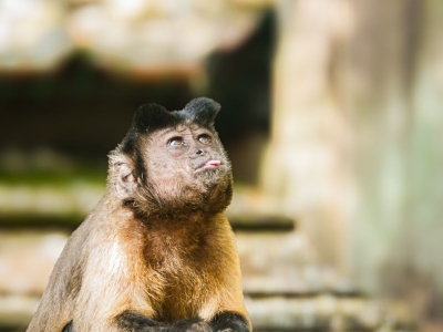 Bruine kapucijnaap - De Zonnegloed - Dierenpark - Dieren opvangcentrum - Sanctuary